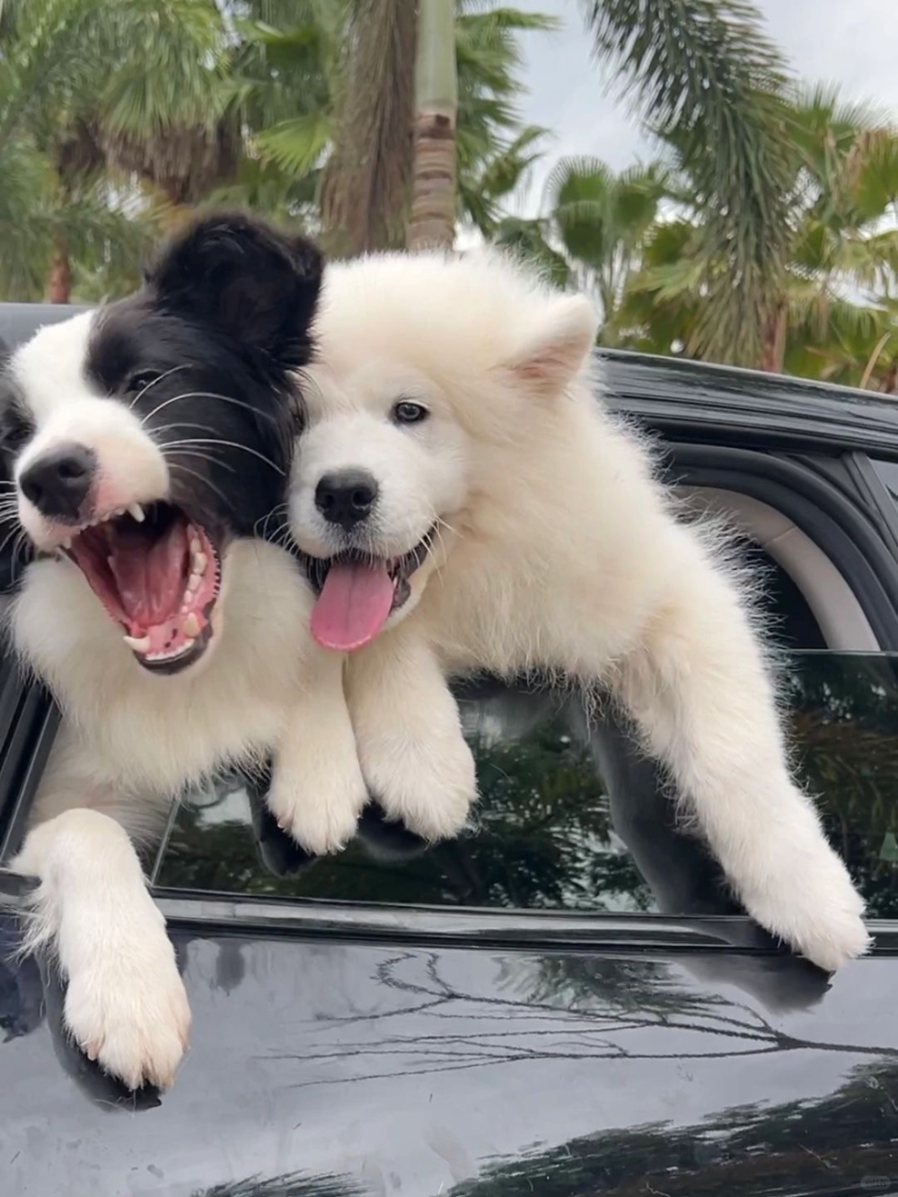 邊牧：好啦～讓你