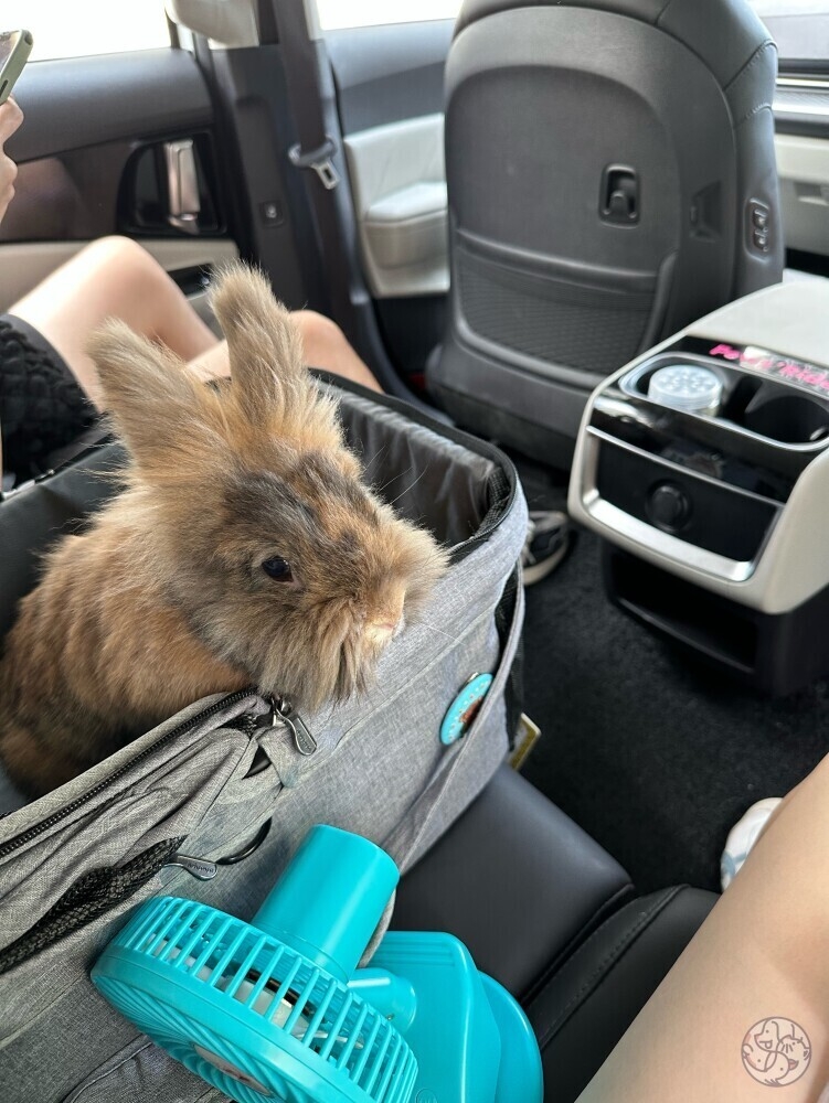 除了貓狗之外，兔兔也可以坐車出行。