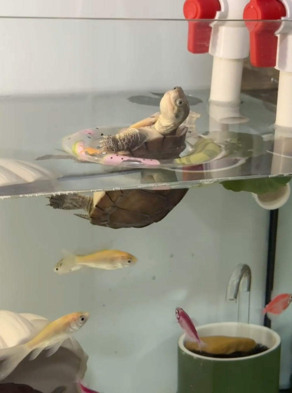 奴才：你怎麼上去的啊？