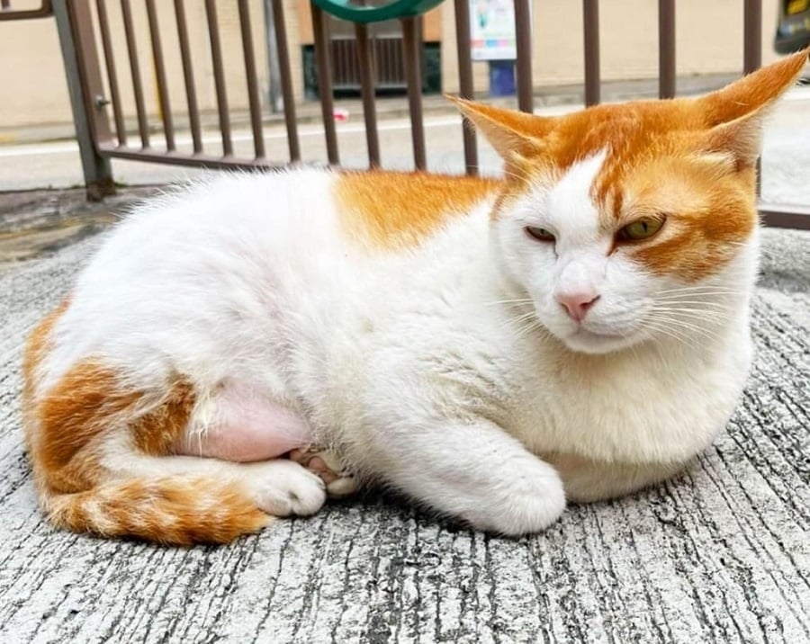 年紀不小的樂樂竟還會遭遇這樣的事情