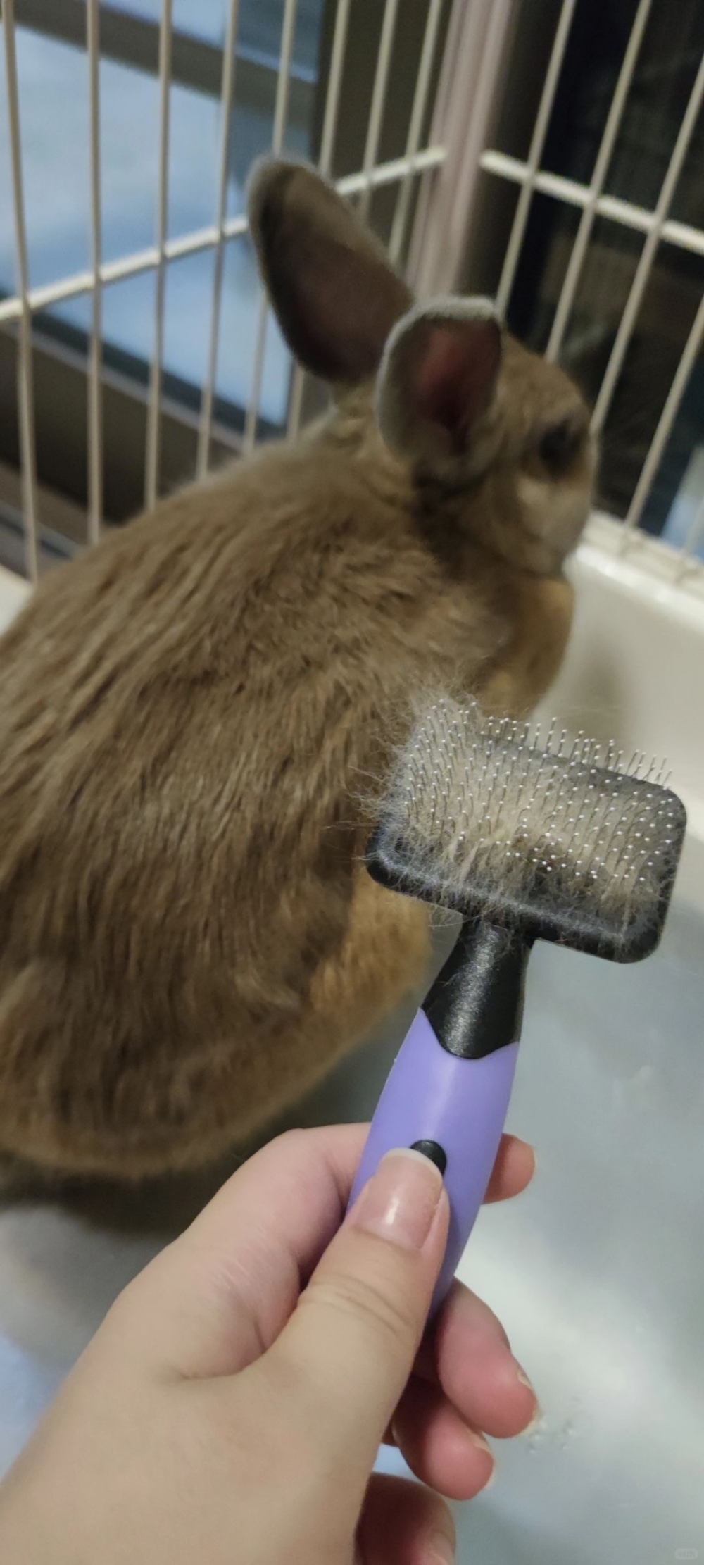 毛髮如果沾有尿液，應使用針梳輕輕梳理