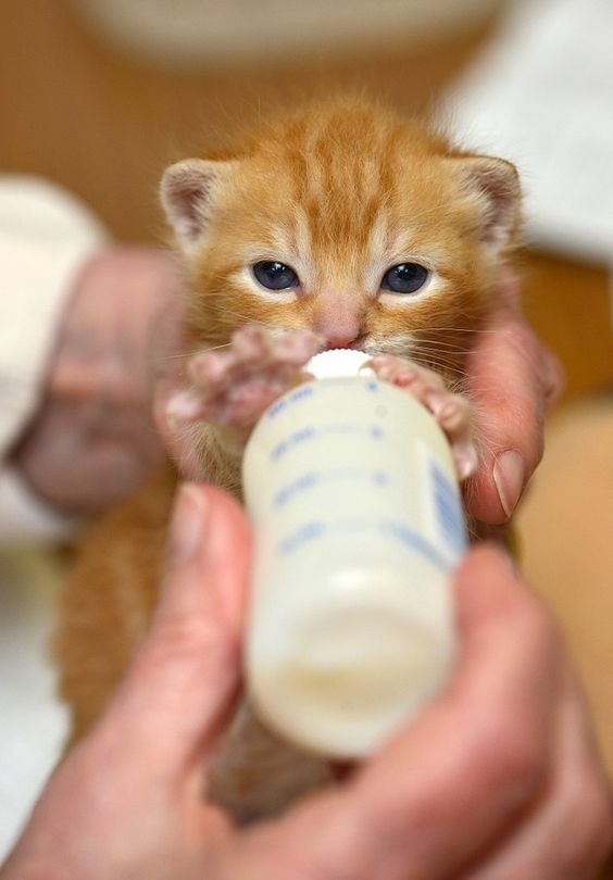 控制零食食用量避免貓咪不吃主食