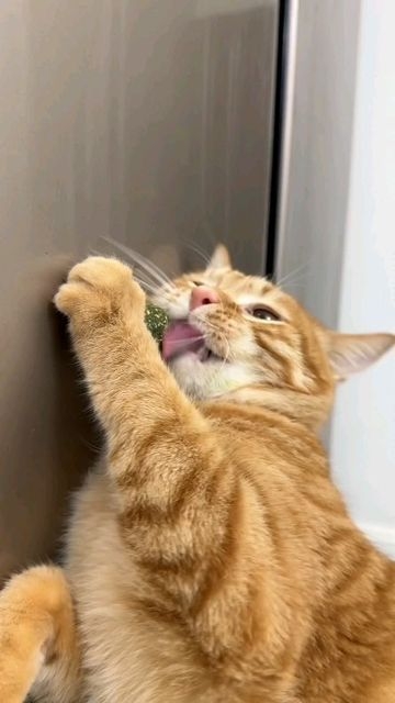 貓薄荷可以使貓咪進入一種類似於放鬆或興奮的狀態