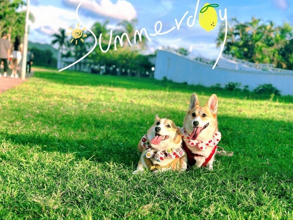 設有私人花園，可讓毛孩盡情奔跑放電！