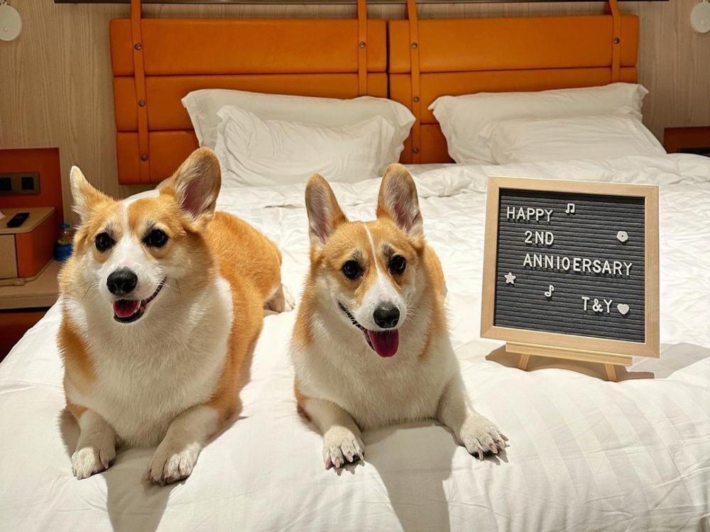 WM Hotel可攜帶寵物入住。