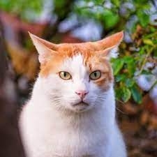 樂樂在陌生人的家裡一定很害怕吧～