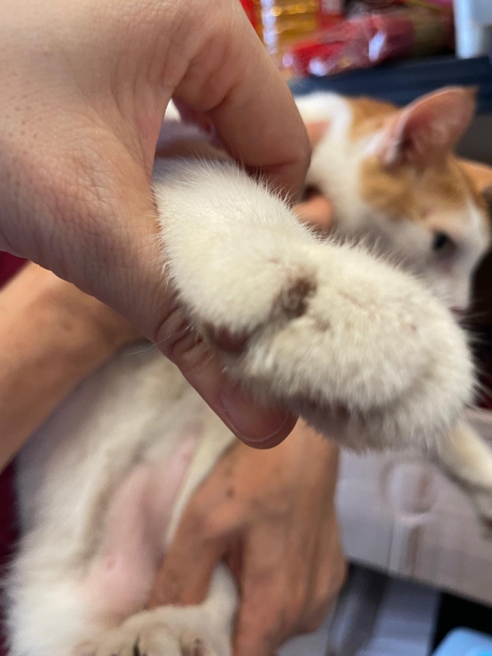 網友上傳樂樂疑似指甲受傷照片