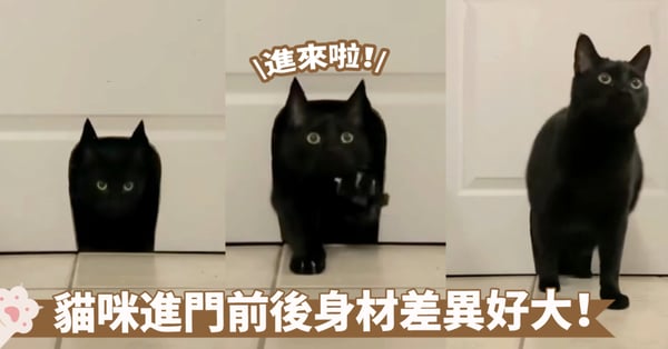有被帥到！貓咪造型寵物門出來了一隻酷酷的黑貓喔～網：沒想到身體比頭大那麼多