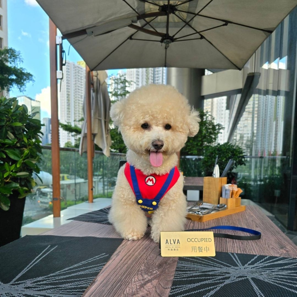 帝逸酒店推出「親親毛孩住宿優惠」