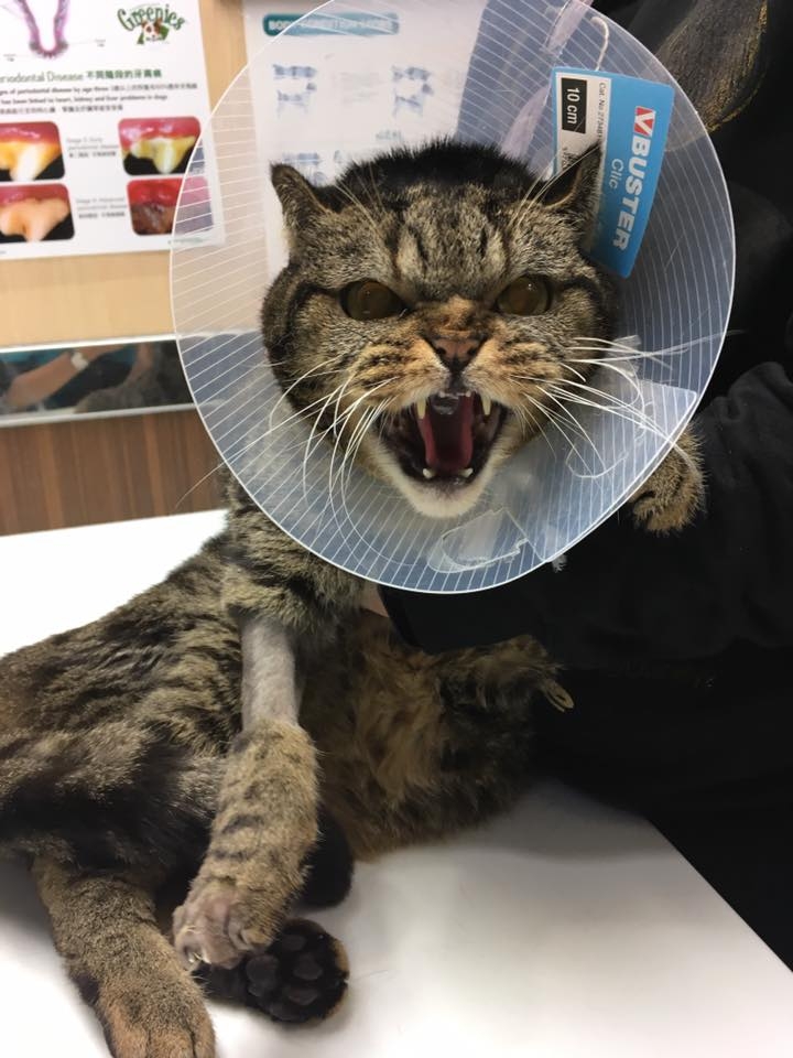 仁心動物診所醫療中心。