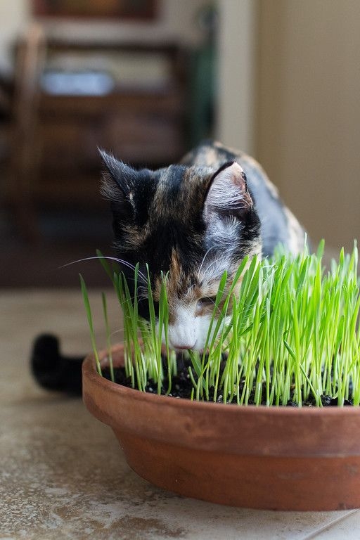 貓草無需使用化肥，確保天然無害很重要
