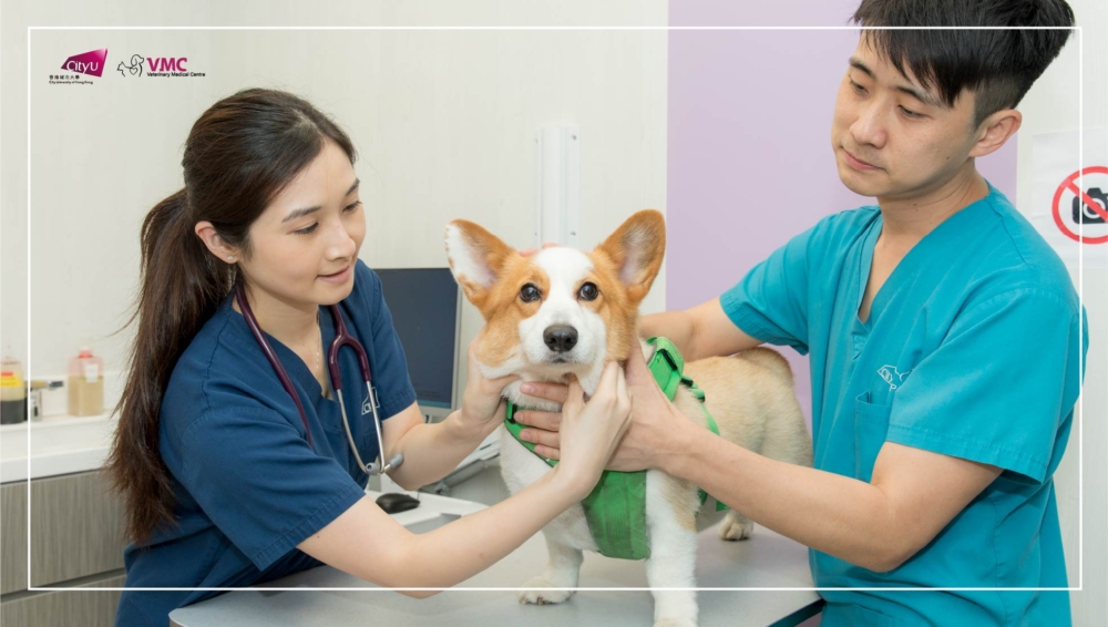 城大動物醫療中心。