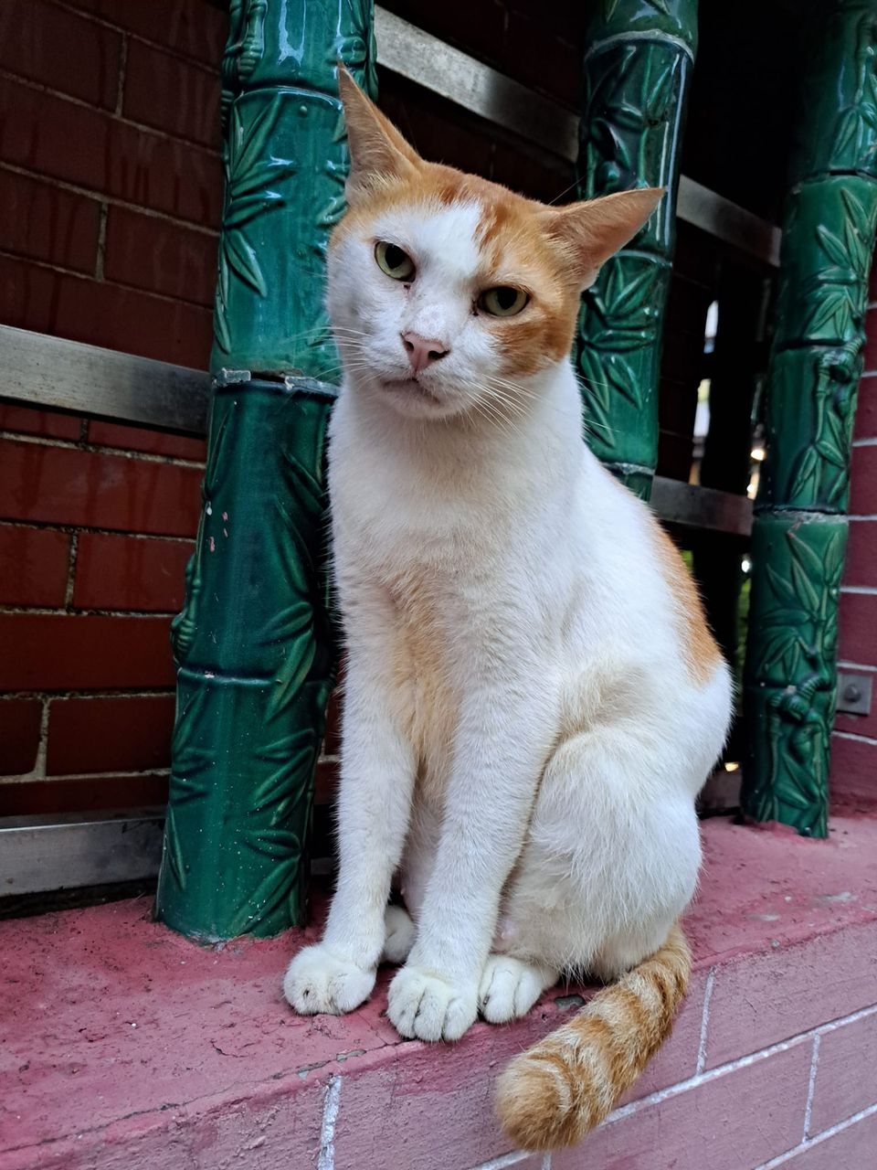 樂樂長期在紅磡北帝廟內自由活動