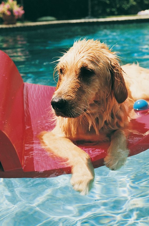 在戶外烈日下，主人要隨時注意狗狗的體力