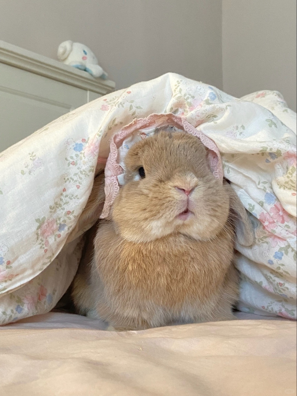 尿灼傷是兔子常見的皮膚問題