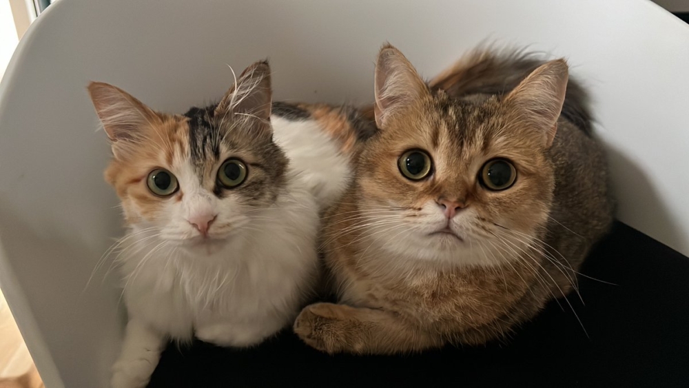 奴才：說不過你欸