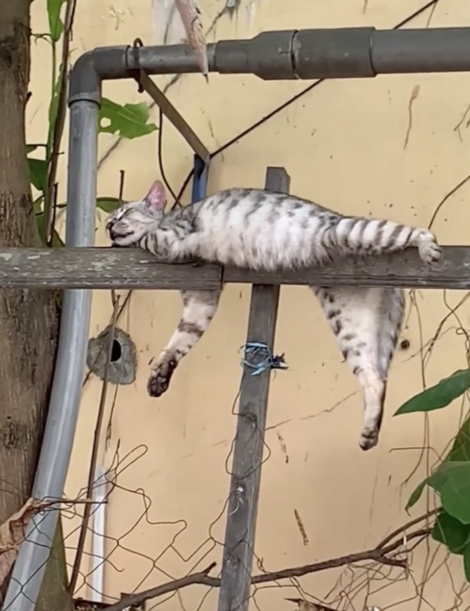 奴才：你的小肚肚很誘人欸