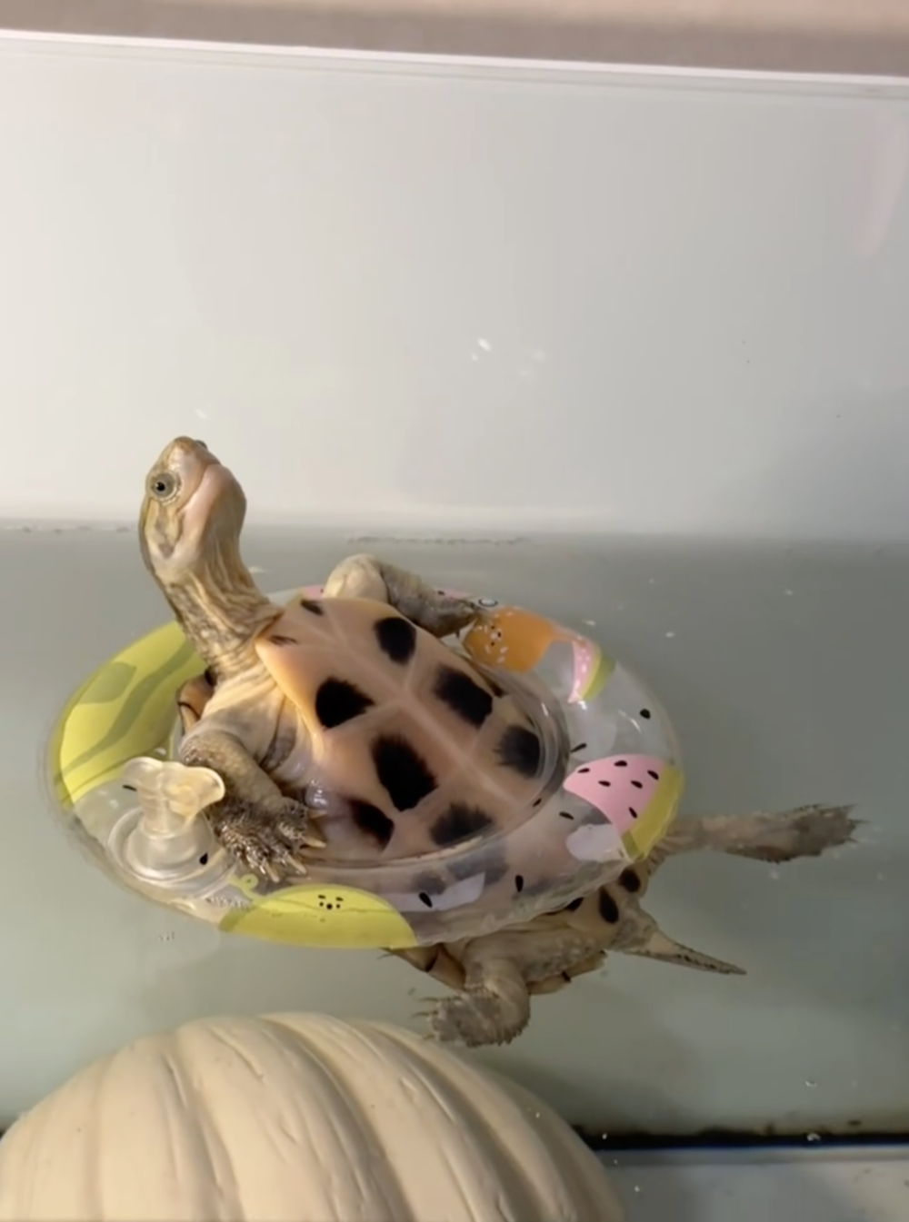 奴才：原來你還會這個啊