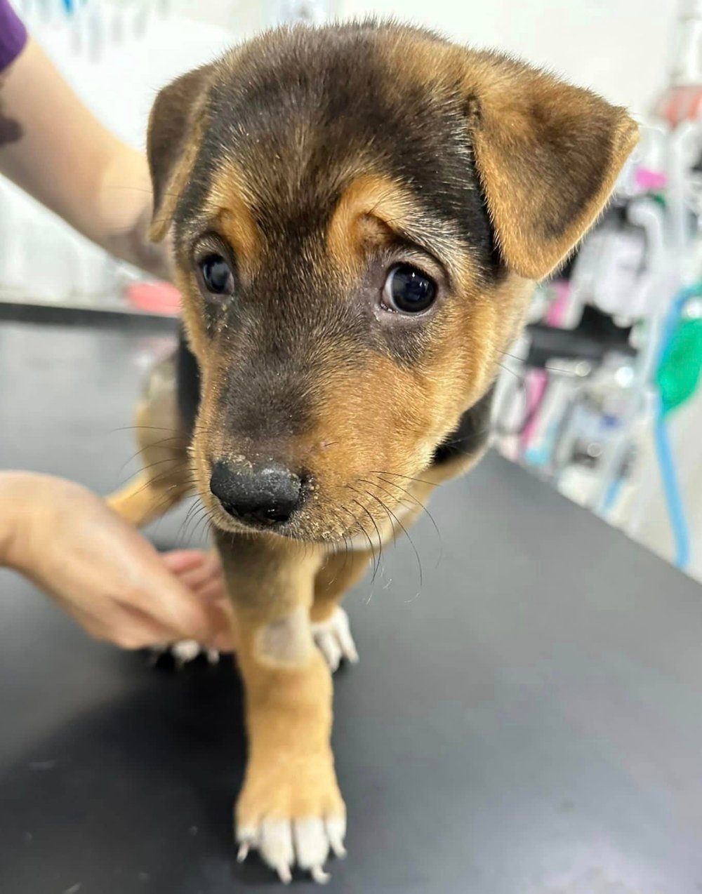 寵物急診｜全港24小時獸醫急症醫院名單一覽附收費、地址、電話