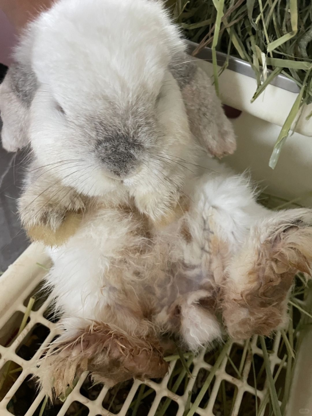 尿液殘留在兔子的皮毛上，進而刺激皮膚！