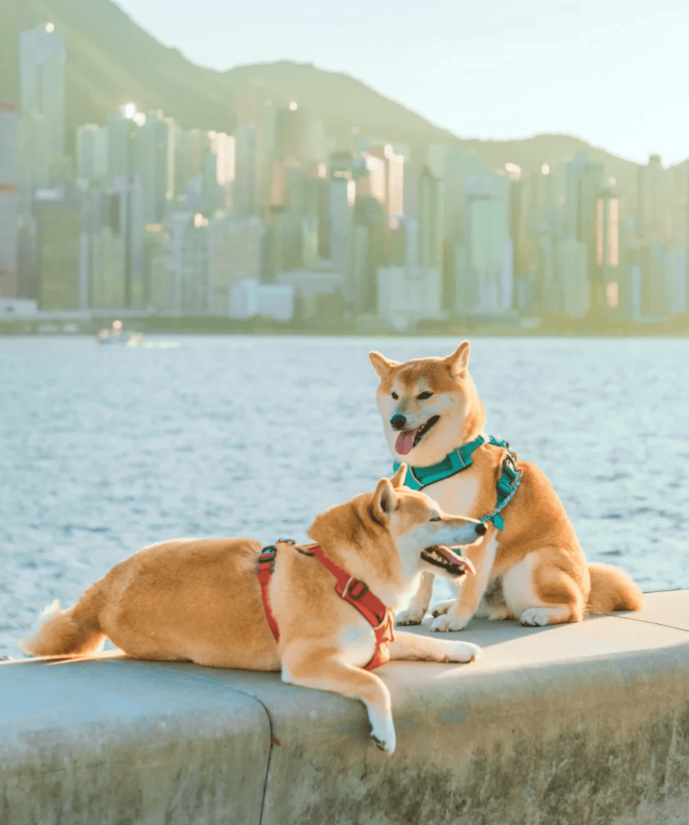 狗狗也可以認識新朋友。