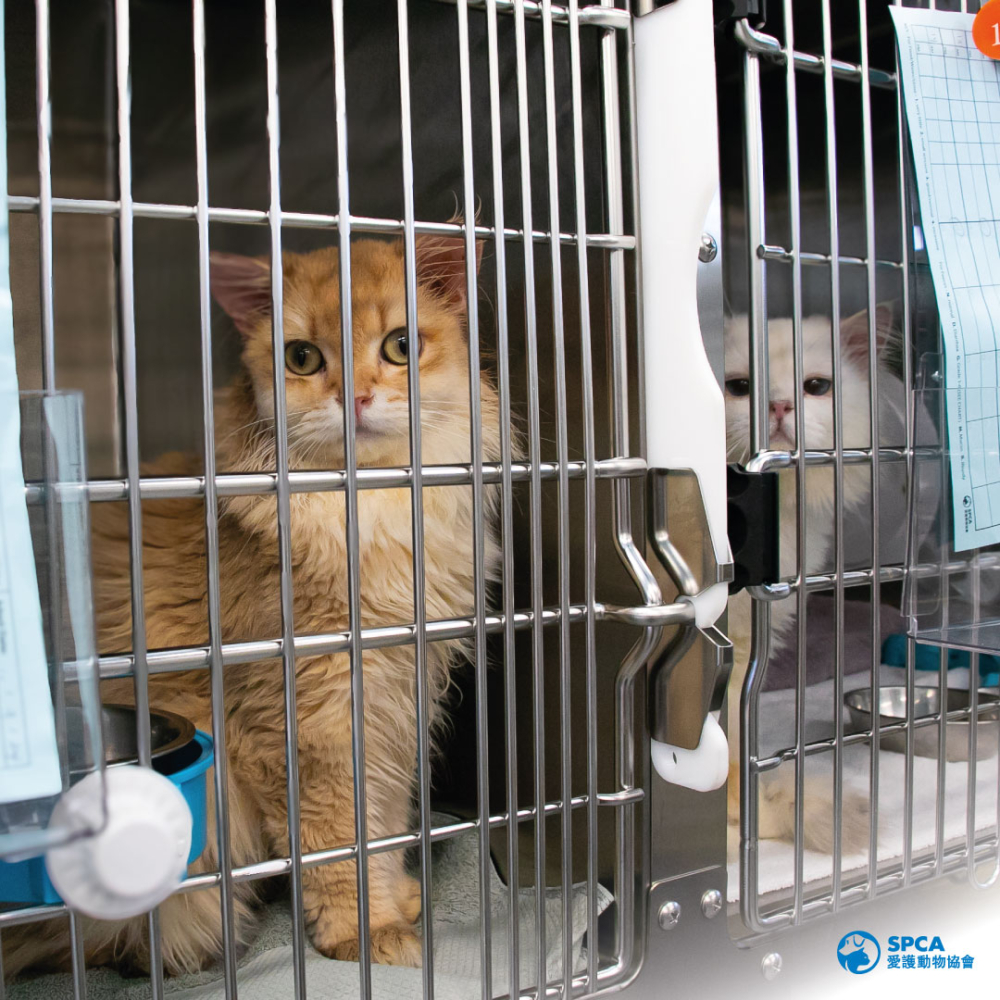 愛護動物協會總部（SPCA）