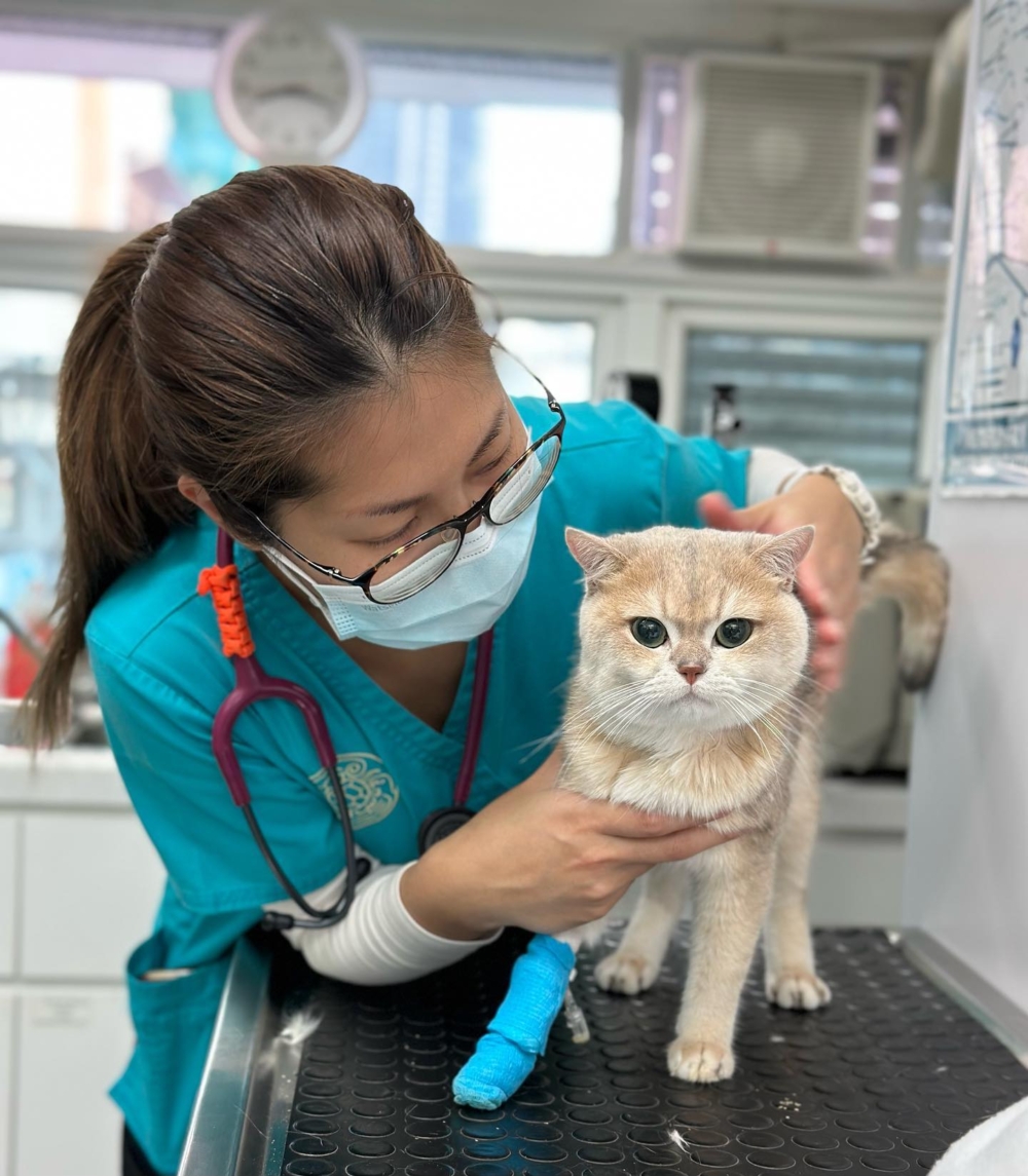 寵物急診｜全港24小時獸醫急症醫院名單一覽附收費、地址、電話