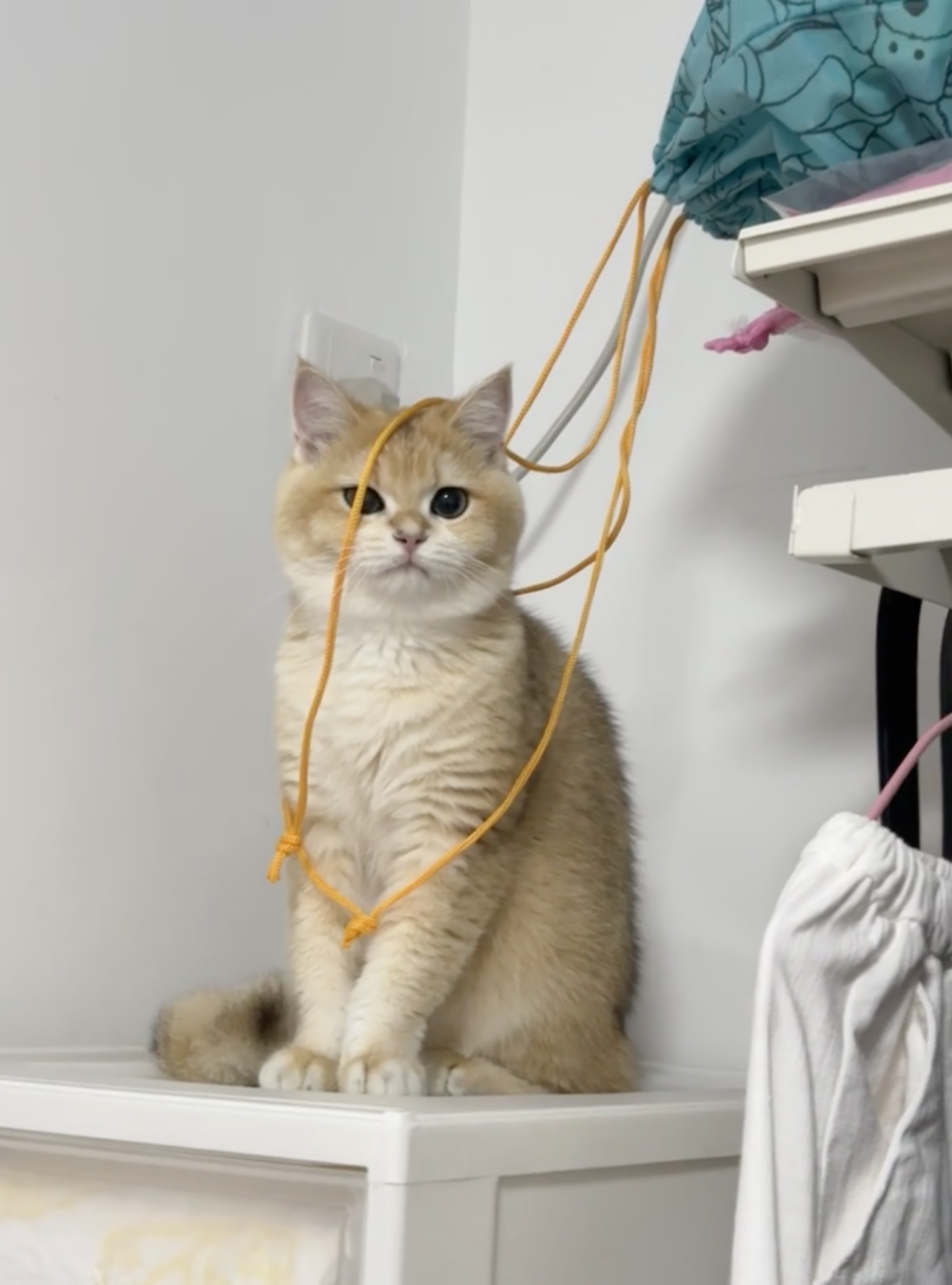 奴才:你也沒有被捆住啊