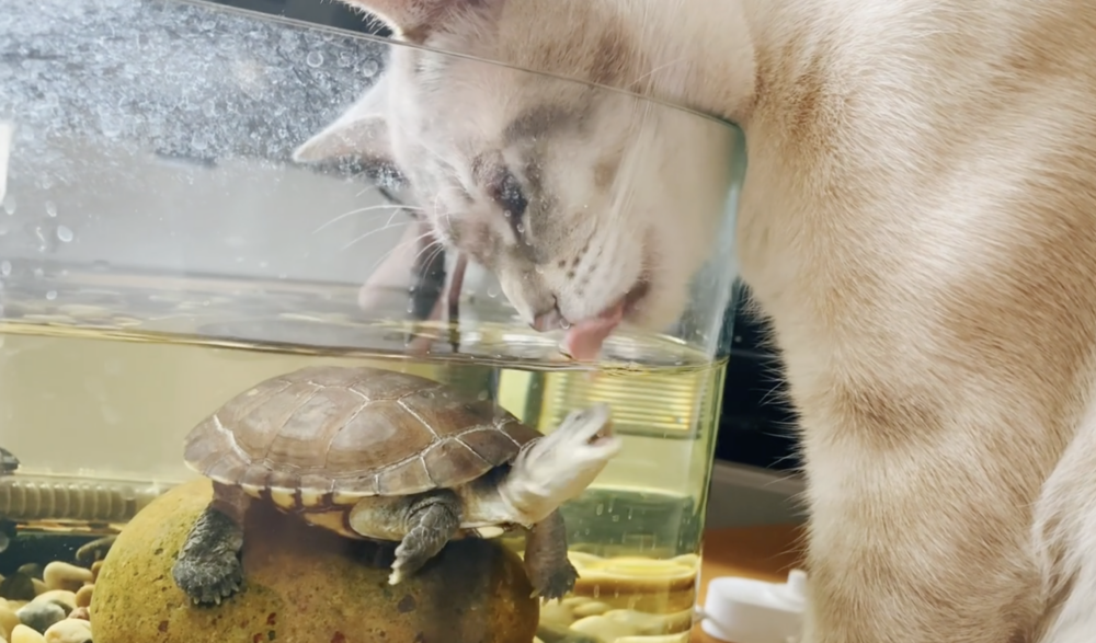 龜：獲得批准了嗎？