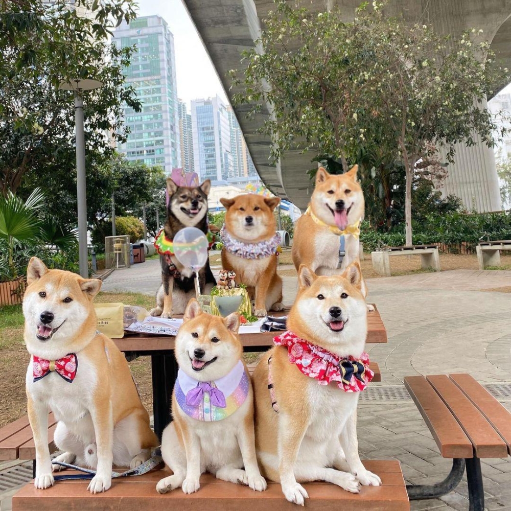 蝴蝶谷路寵物公園是九龍區最大的寵物公園。