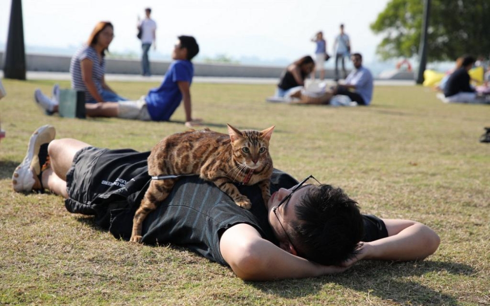 不少毛孩家長都會在週末帶貓貓和狗狗來這裡玩耍。