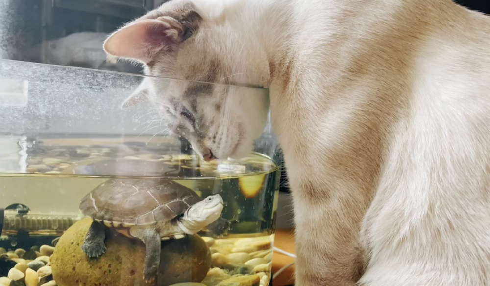 龜：你想幹什麼？