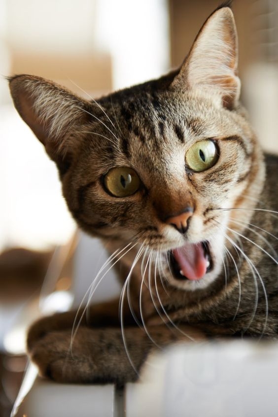 貓咪會食用貓草來促進嘔吐以排出胃中的毛髮