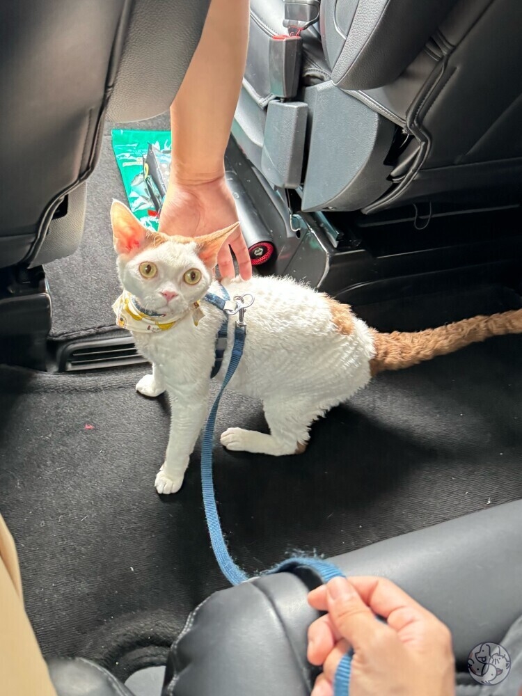 寵物加收費用HK$10，不限隻數。