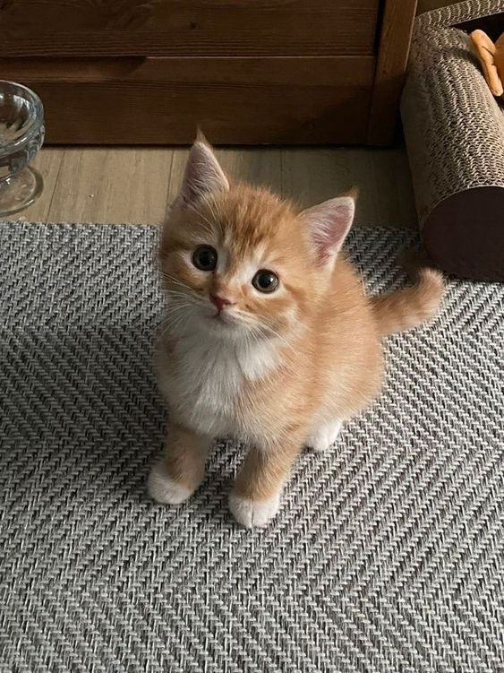 幼貓吃太多零食會導致營養不均衡喔！