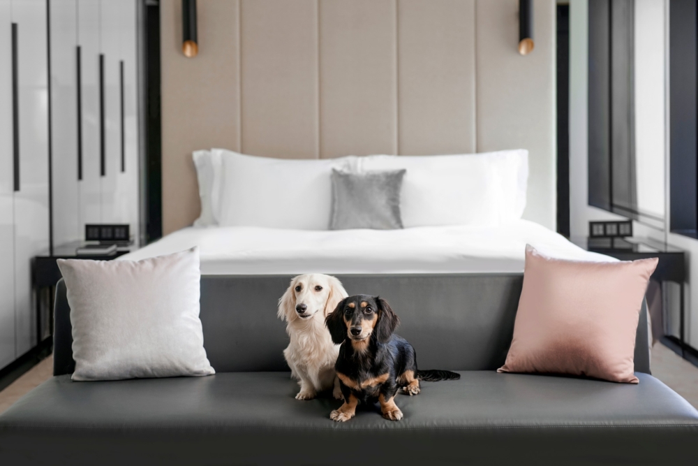 毛孩進出酒店都可以落地行。