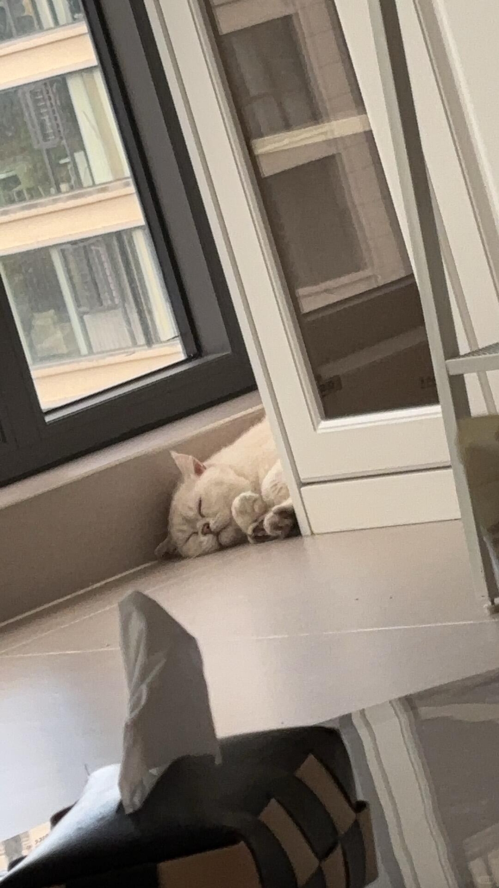 喵：就是不想睡貓窩XD～