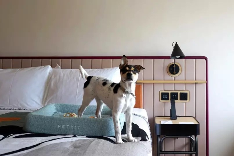 雅格酒店以清新的工業風設計，吸引不少人帶同狗狗入住。