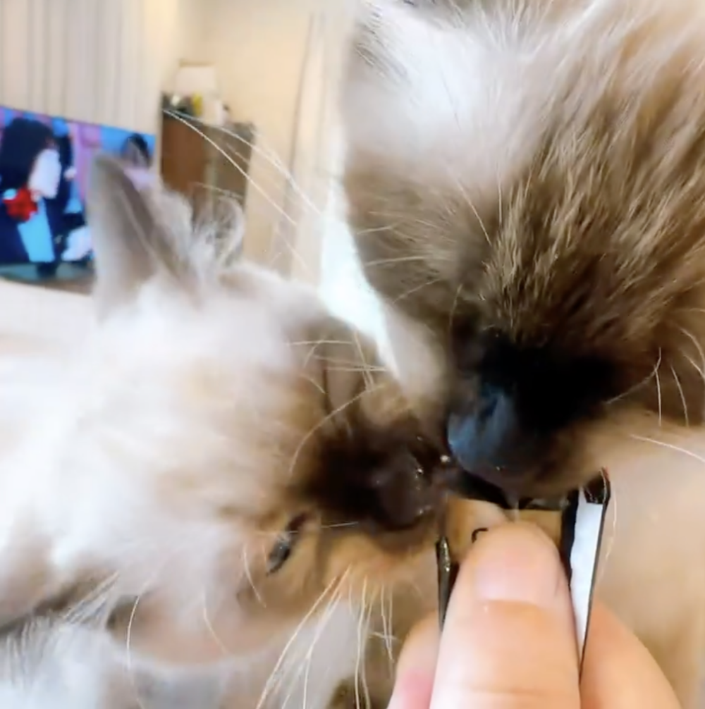 奴才：我會幫你教育的