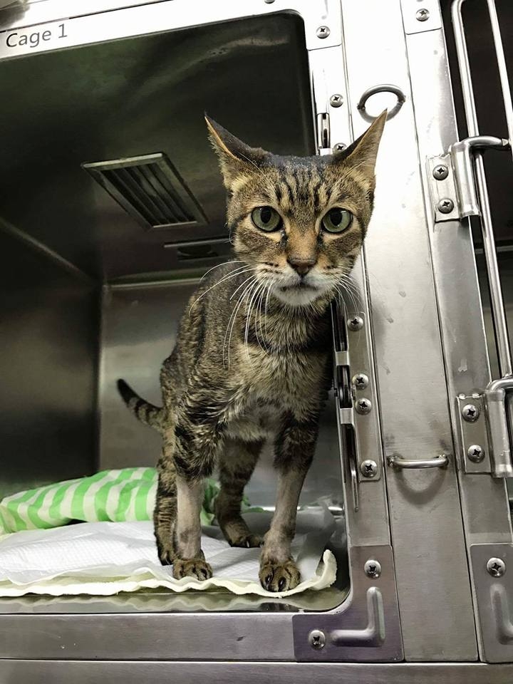 麥花臣動物診所。