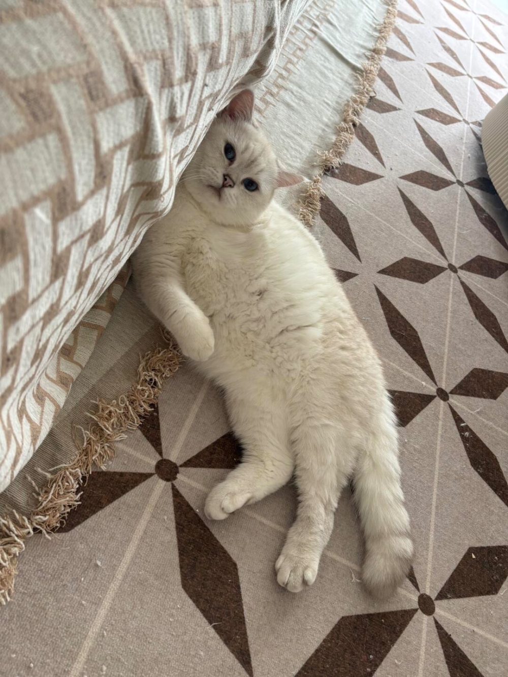 喵：這邊也挺舒服～