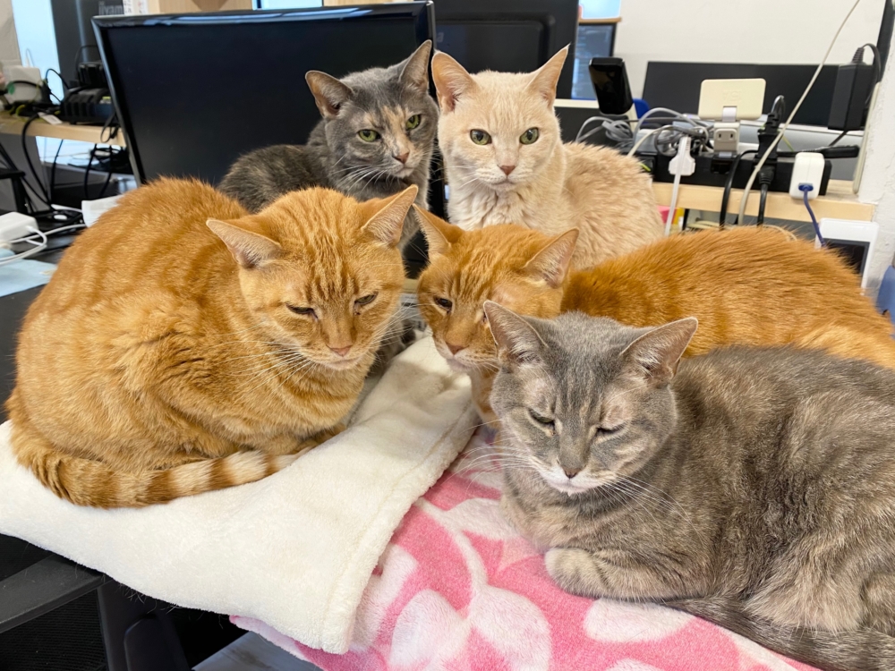 喵同事開會啦！