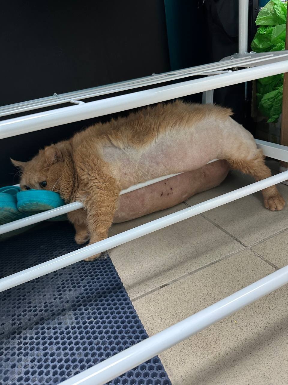 Kroshik試圖逃走，但卻卡在了鞋架上，整張臉還塞進一對藍色的拖鞋內。