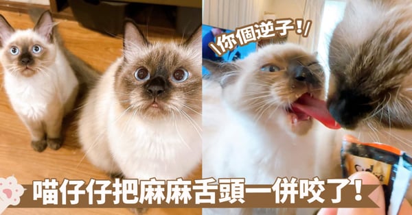 痛痛!貓咪也會咬到舌頭?是對方誤把「舌頭」當成貓條小零食了啦~
