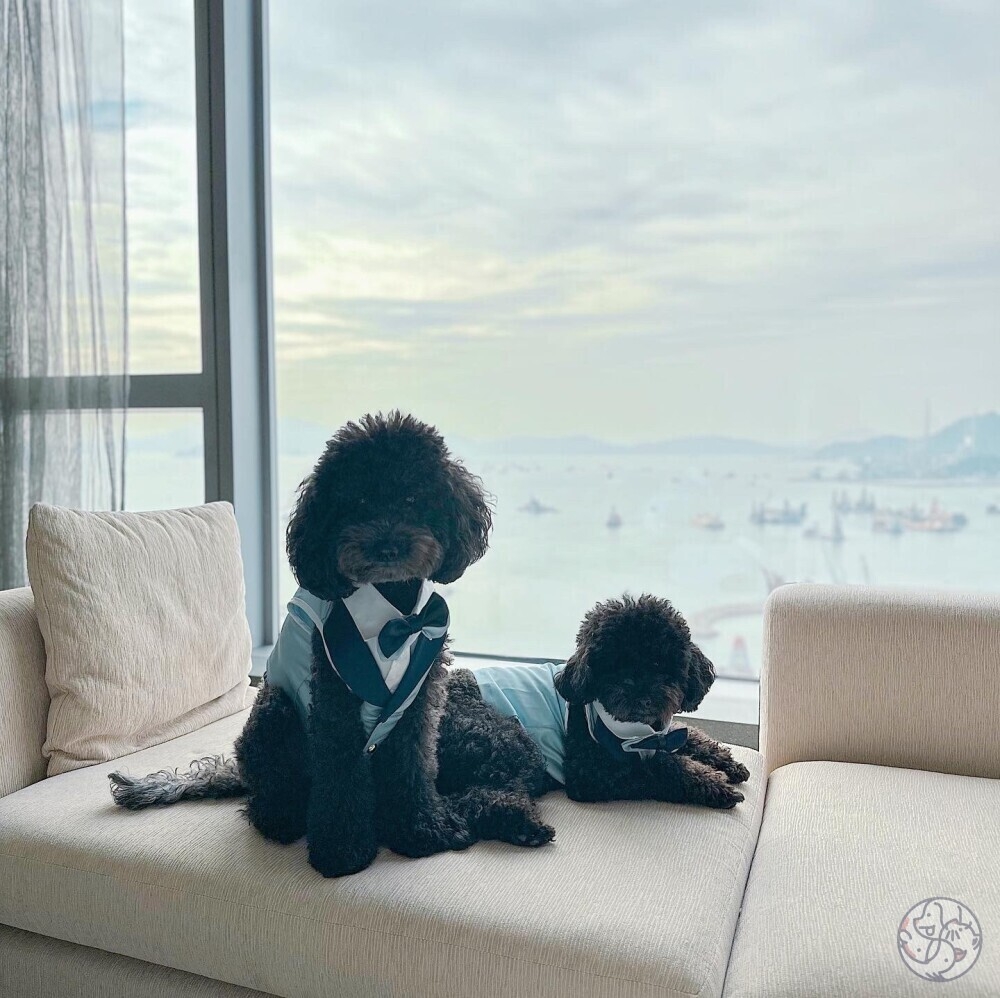 酒店設有專屬寵物雞尾酒及小食。