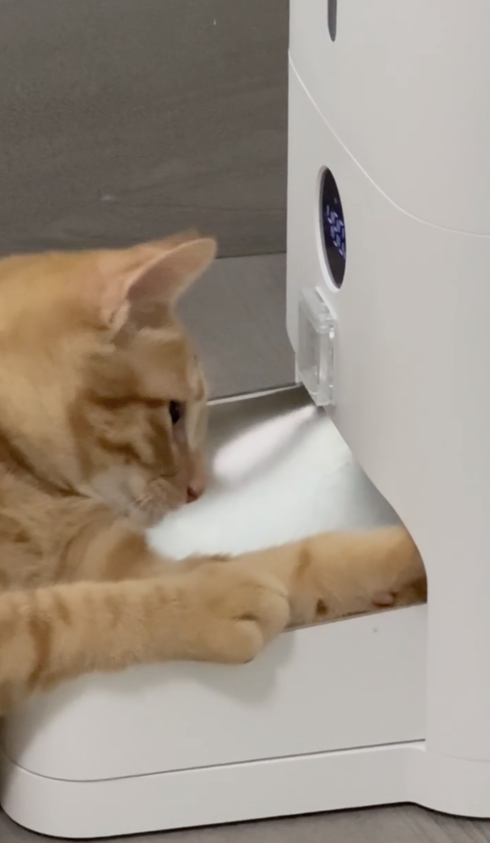 奴才：我才不會上當囉