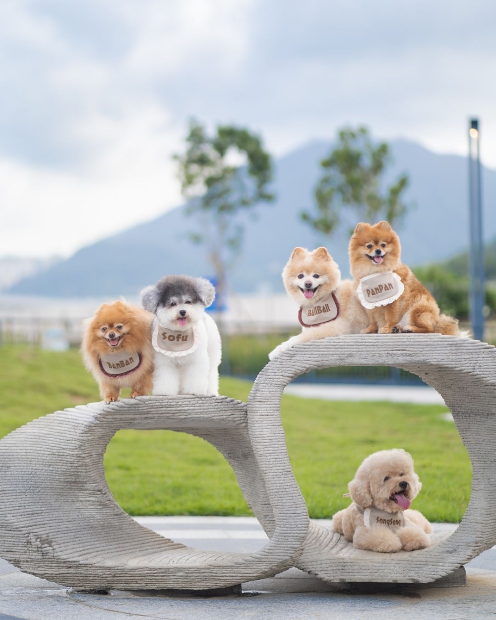 公園內還設有障礙賽玩樂設施和斜坡，讓狗狗可以跑上跑落。