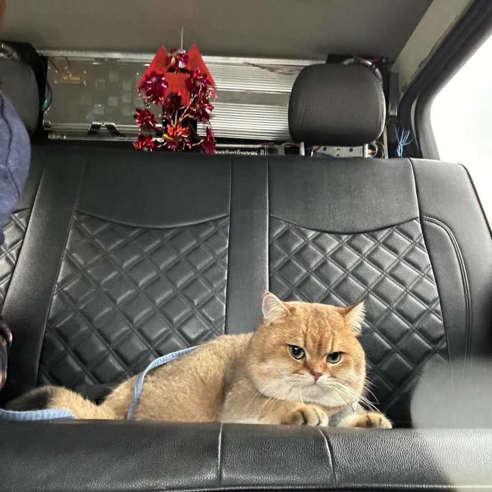Lalamove採用客貨車接送，車廂空間較大，毛孩可以坐得更舒服。