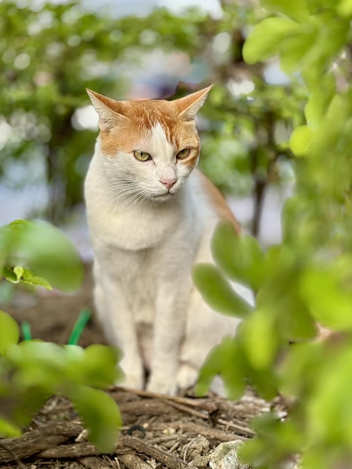 幸好樂樂安全回家了