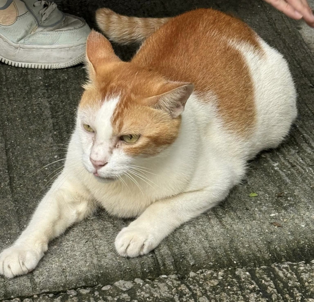 樂樂平時深受街坊喜愛